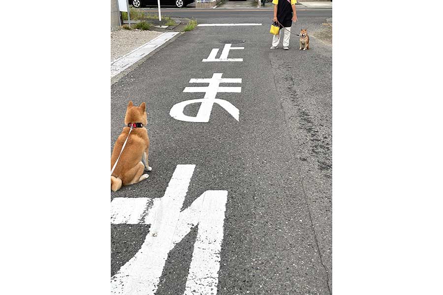 「止まれ」の道路標識を挟んでお友達と向かい合うふうちゃん【写真提供：柴犬ふぅ（@ShibaFuu0517）さん】