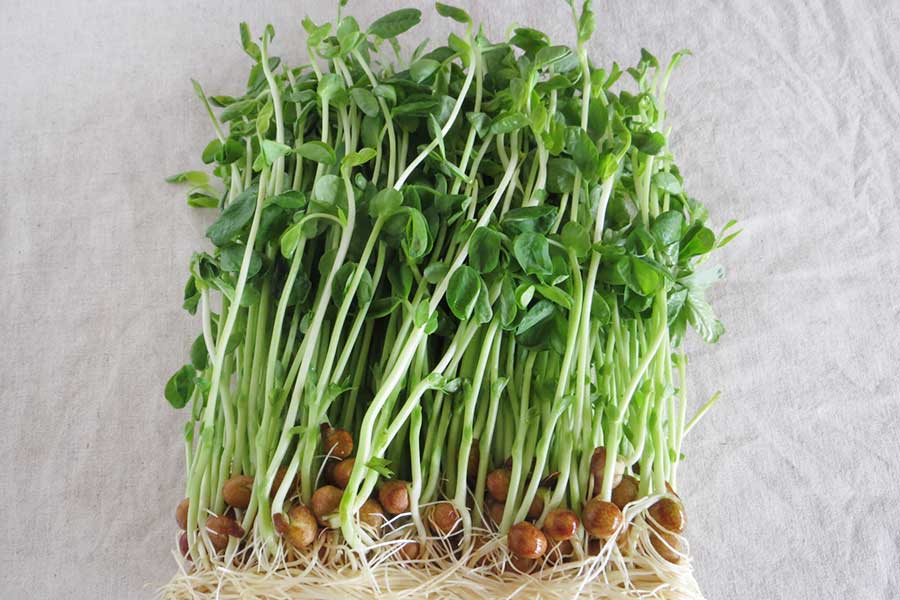 再生栽培もできる優秀野菜の豆苗（写真はイメージ）【写真：写真AC】