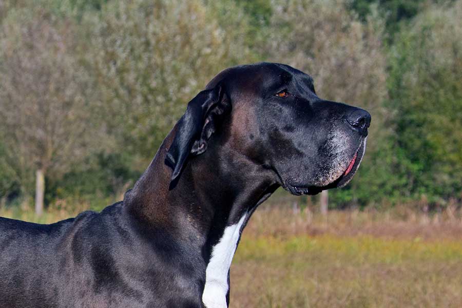 世界でもっとも背が高い犬種といわれるグレートデーン（写真はイメージ）【写真：Getty Images】