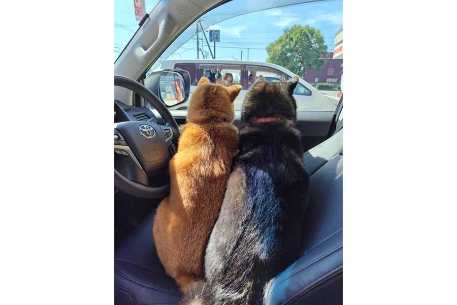 2匹仲良く並んで、車外にいる飼い主さんを見守り【写真提供：柴2匹と3人で生きていきます。（@pochi0821nana）さん】