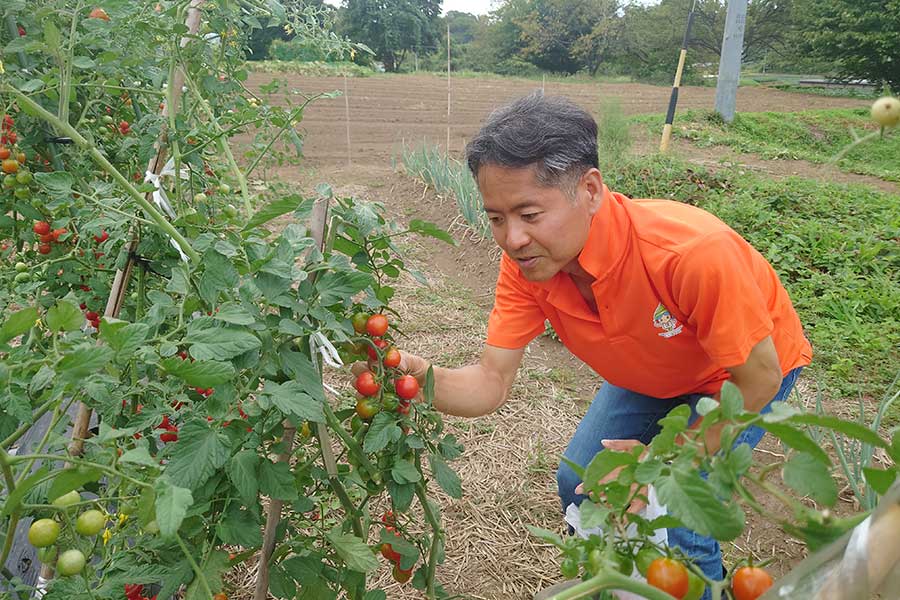 立科町移住後に始めた家庭菜園でトマトを収穫中の中平さん【写真：芳賀宏】