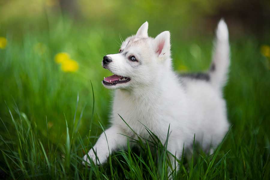 子犬（写真はイメージ）【写真：Getty Images】