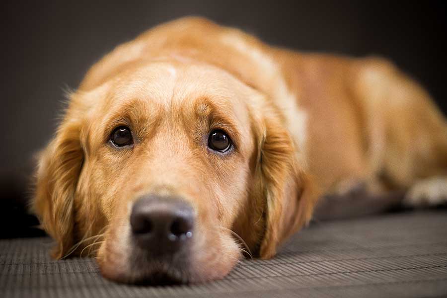 愛犬の取り違えが発生（写真はイメージ）【写真：Getty Images】