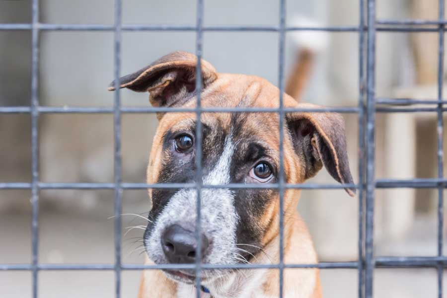 ケージに入れられたまま捨てられた犬を保護（写真はイメージ）【写真：Getty Images】