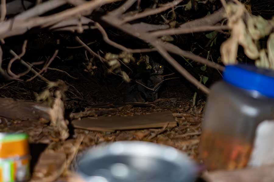 ハワイ・マウイ島での動物救助。キャットフードが置かれた奥の茂みに猫の姿が【写真：Getty Images】