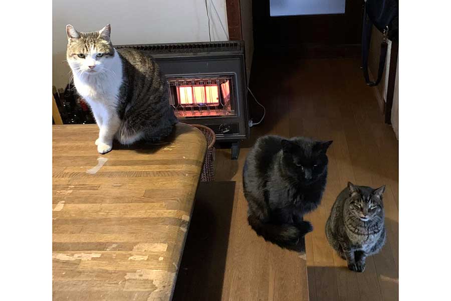 （左から）ストーブの前で暖をとる男爵くん、ナツメちゃん、トゥトラくん【写真提供：まっちゃん（@hinodepictures）さん】