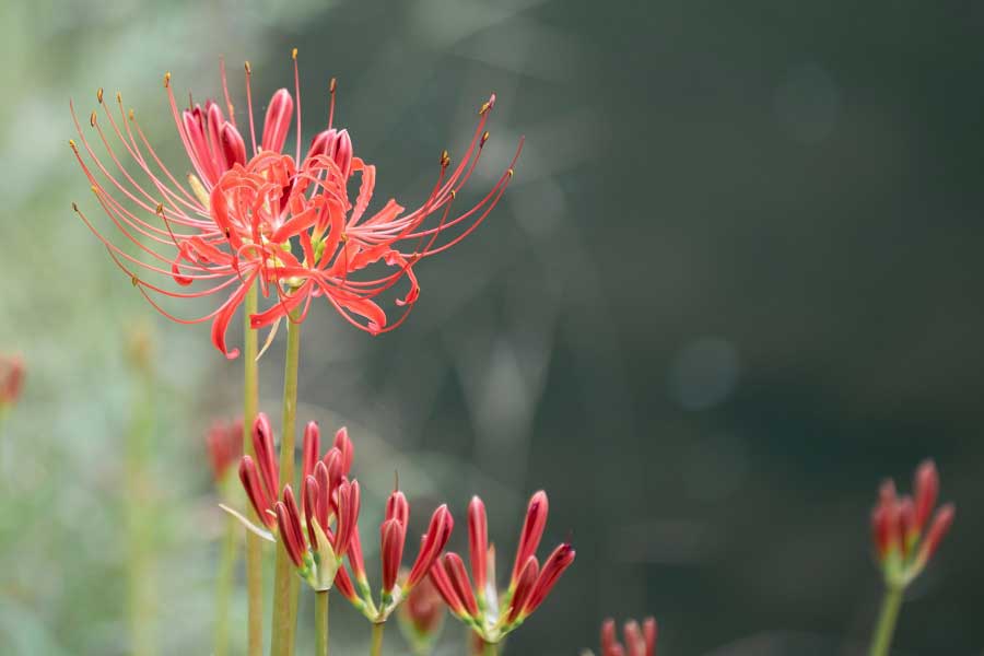 秋のお彼岸の頃に咲くヒガンバナ（写真はイメージ）【写真：写真AC】
