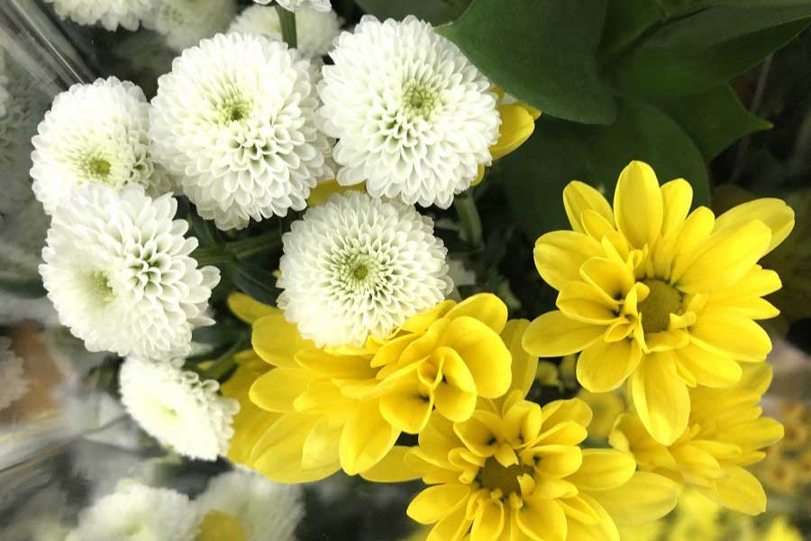 さまざまな種類がある菊の花（写真はイメージ）【写真：写真AC】