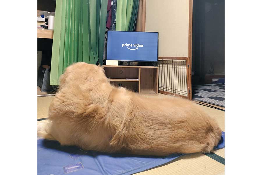 飼い主さんの前で横になってテレビを観るGくん【写真提供：おらG君だ！（@oneonelove4）さん】