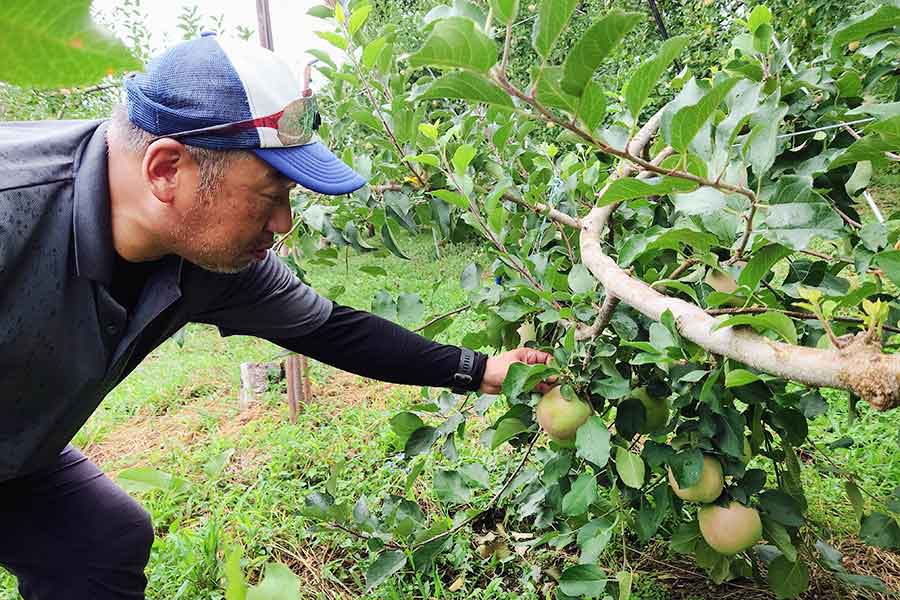 公務員を辞め大阪から移住。リンゴの成長を確認する芳野昇さん【写真：芳賀宏】