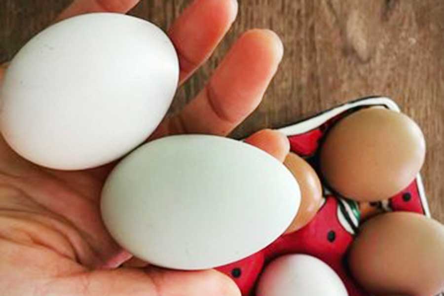 持つ色素が違う鶏から生まれた色とりどりの卵【写真：小田島勢子】