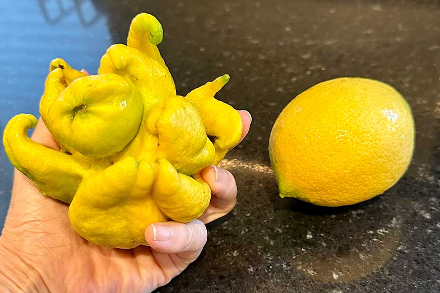 タコの触手のようにうねうねと手を伸ばした“異形の姿”のレモン【写真提供：Irene M. Johnson（@IreneHanabi）さん】