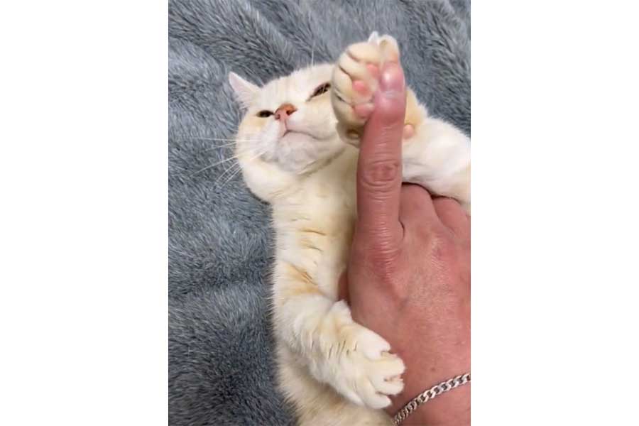 飼い主さんの指を徹底的にガードするさくらちゃん（画像はスクリーンショット）