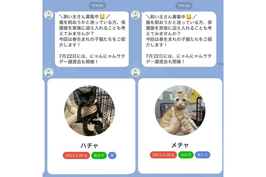 奈良市役所公式LINEによる保護猫譲渡会のお知らせ【画像提供：しまだあや（島田彩）（@c_chan1110）さん】