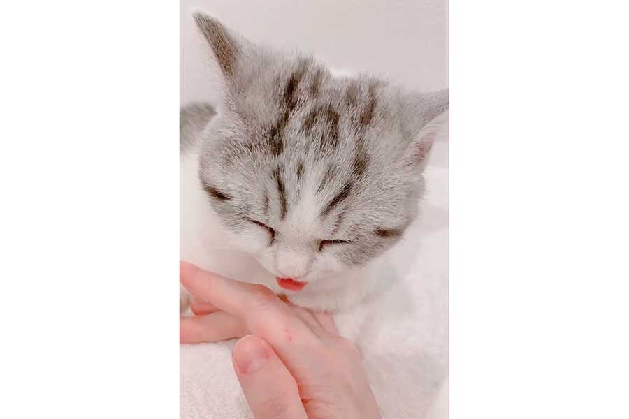 飼い主さんの手をペロペロ…しているつもりのぷくりちゃん（画像はスクリーンショット）