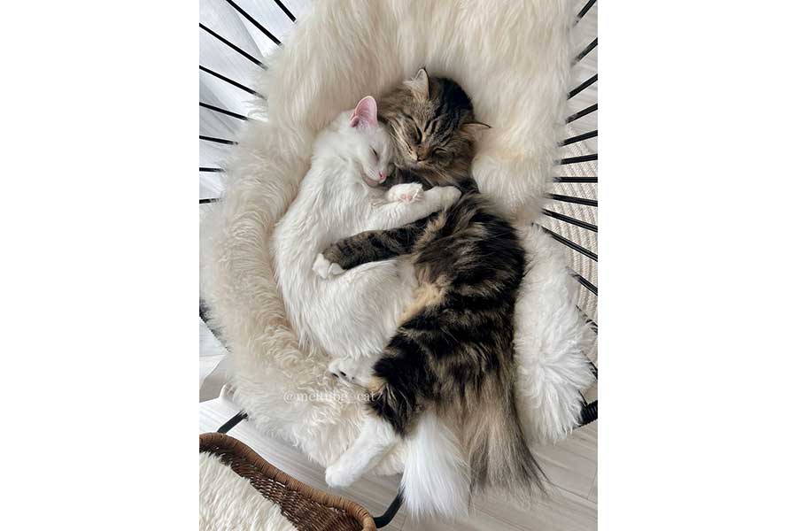 （左から）抱き合って眠るマオくんと同居ねこのメルくん【写真提供：めるちょとまおまお（@meltube_cat）さん】