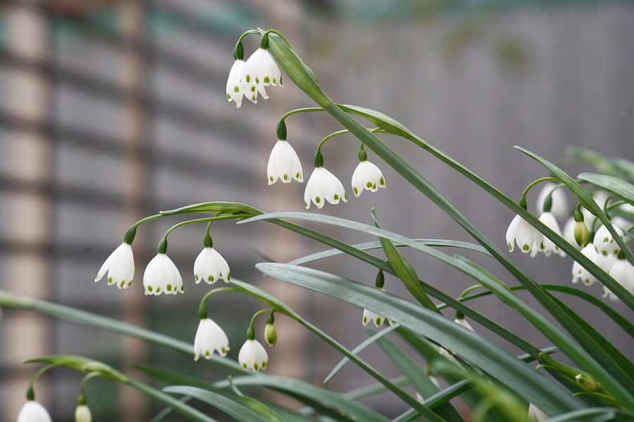 ベル形の花が特徴のスノーフレーク（写真はイメージ）【写真：写真AC】