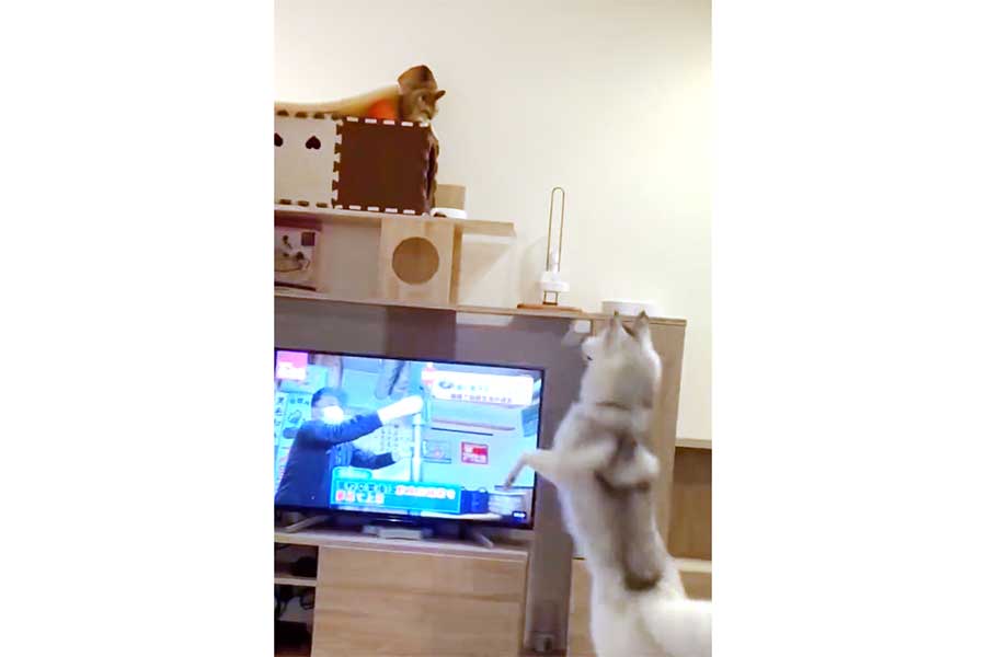 テレビ台の上にいるつばきちゃんを遊びに誘うさくらちゃん（画像はスクリーンショット）