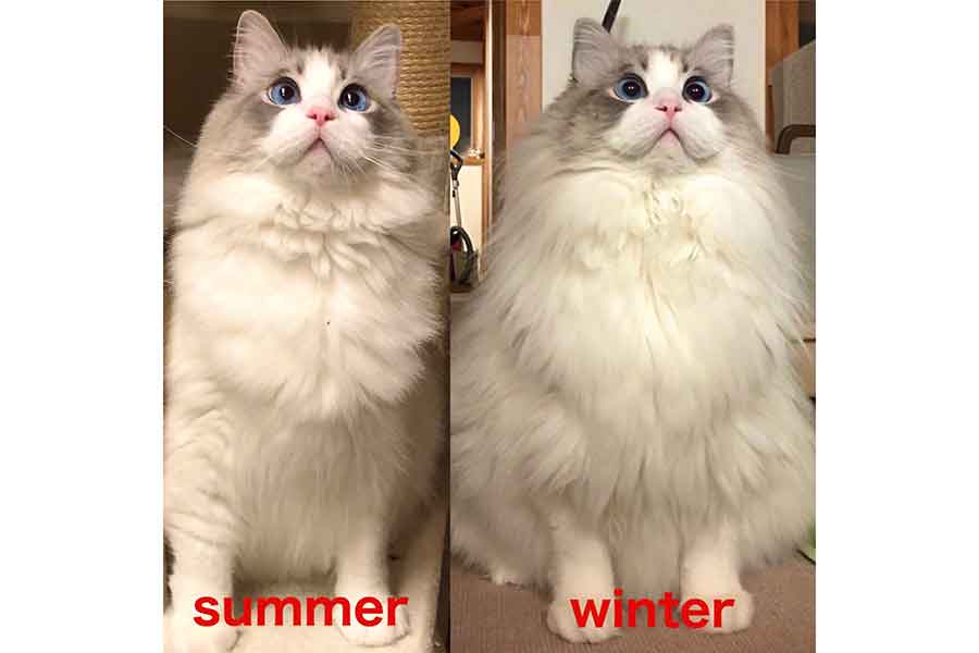 夏毛と冬毛を比較【写真提供：かいつけ（@KRAUSER_MKM1000）さん】
