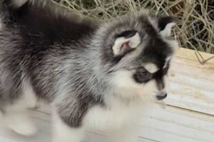 8か月でたくましく成長したハスキー犬 子いぬ期とのビフォーアフターに驚き！ | Hint-Pot
