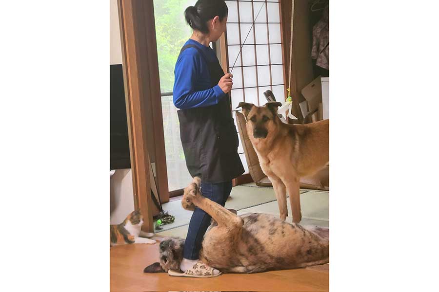 太木さん宅で飼われている3匹と“おかん”さん【写真提供：太木数子（@Ayoster_classic）さん】
