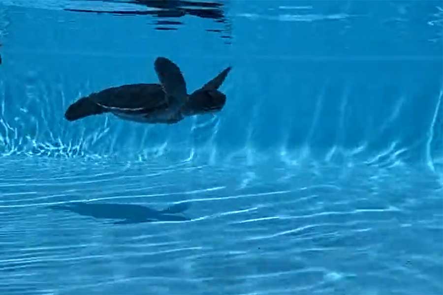 ウミガメの子が水中を優雅に泳ぐ動画の一部（画像はスクリーンショット）