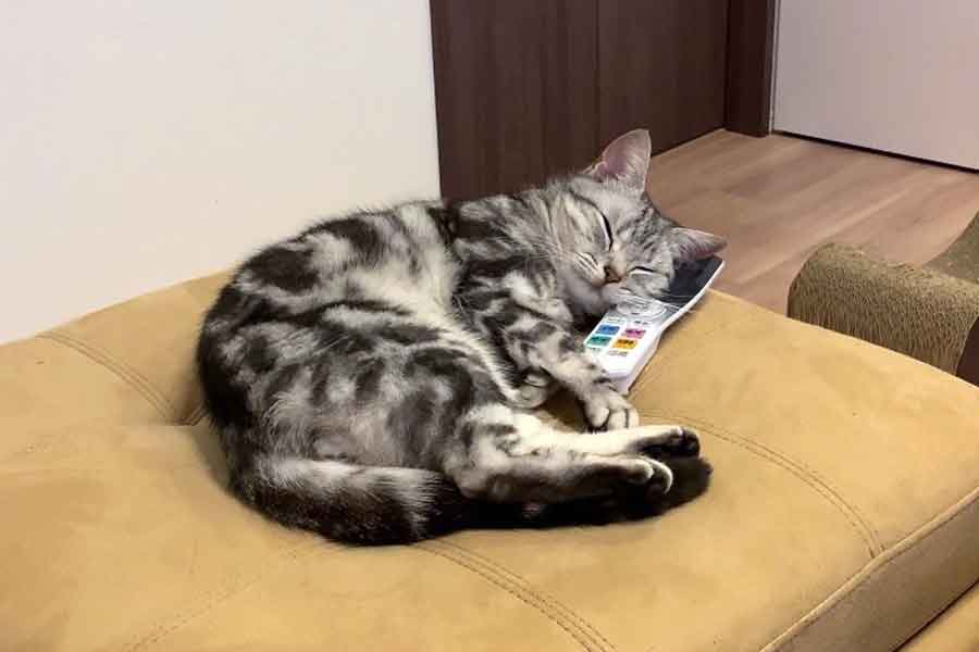 リモコンを枕にして眠るあんこくん【写真提供：あんこ 充電ねこ（@cat_anko3）さん】