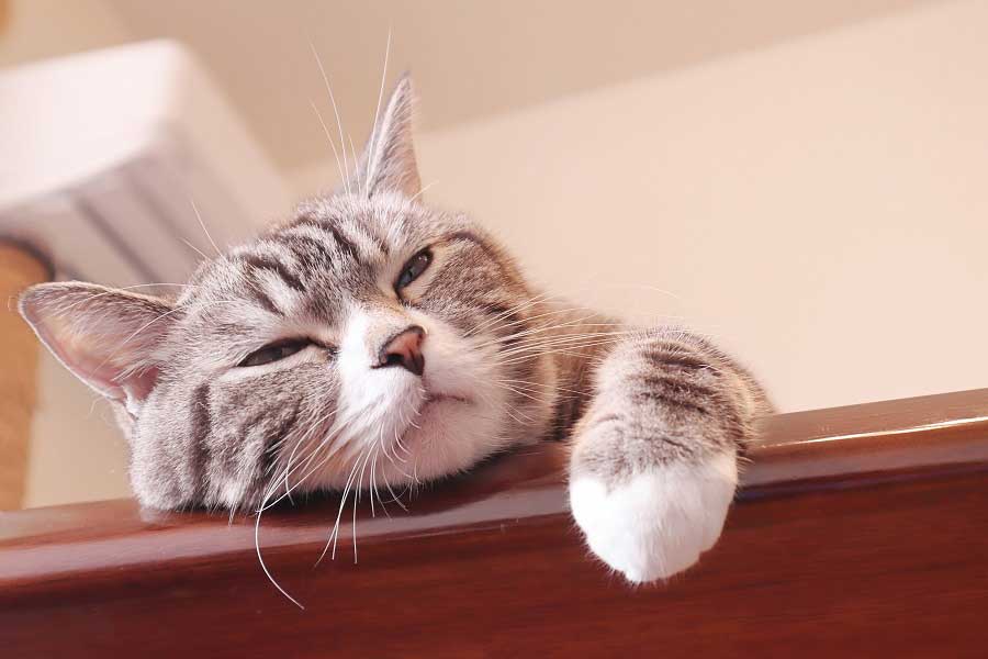 のんびりとくつろぐ猫（写真はイメージ）【写真：写真AC】