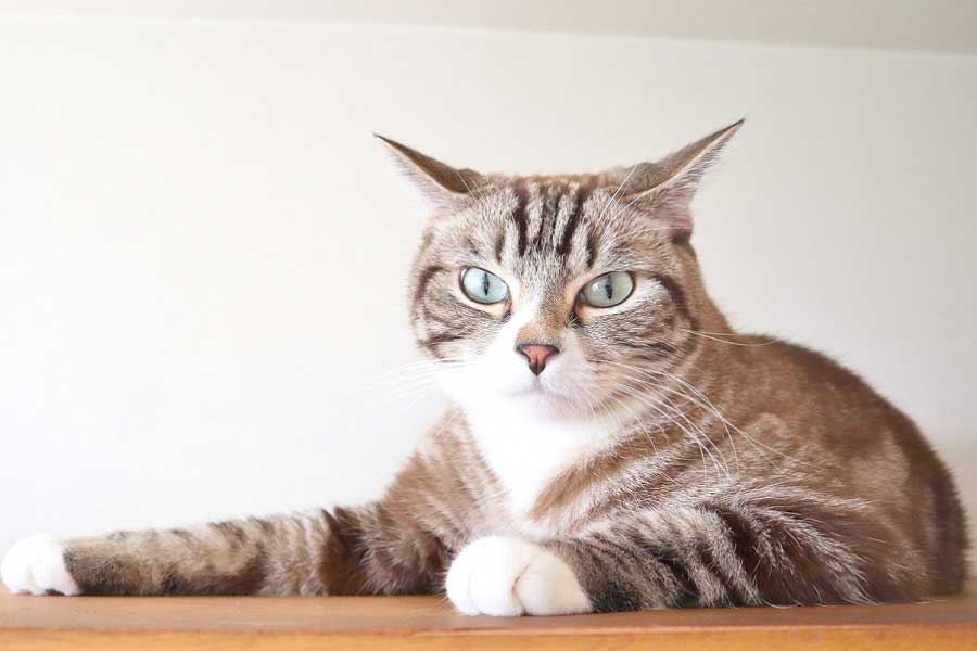 やや警戒している様子の猫（写真はイメージ）【写真：写真AC】