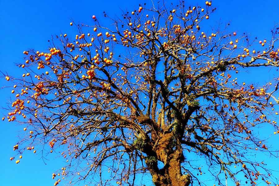 実をたくさんつけた柿の木（写真はイメージ）【写真：写真AC】