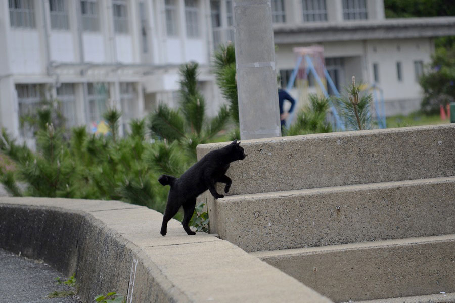 黒猫が道を横切ると…（写真はイメージ）【写真：写真AC】