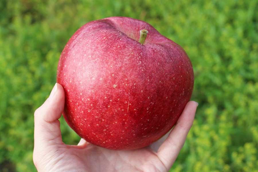 身近な果物のひとつ、リンゴ（写真はイメージ）【写真：写真AC】