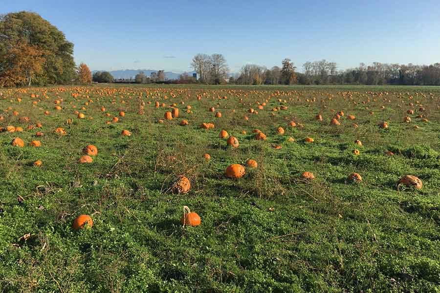 カナダのパンプキン畑。ここで毎年ハロウィーン用の“パンプキン狩り”をしている【写真提供：えまたま（@tamaruema）さん】