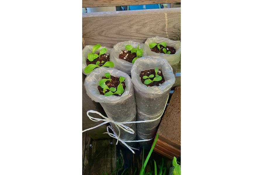 ゴボウの傘袋栽培に仰天【写真提供：ぽたろうの家庭菜園HACK（@HACK1136）さん】