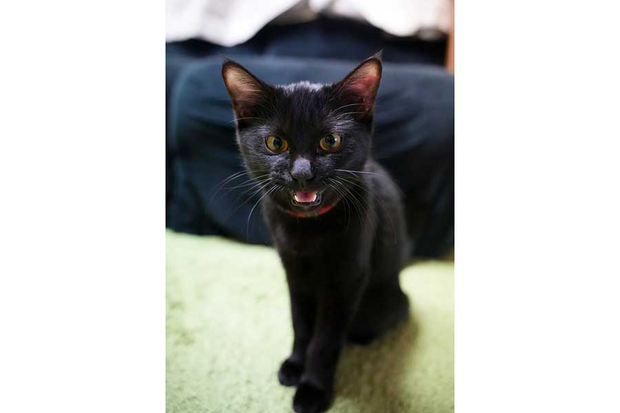 ごはんをねだるつくねちゃん【写真提供：黒猫つくねちゃん太しっぽ（@oreo_blackcat）さん】