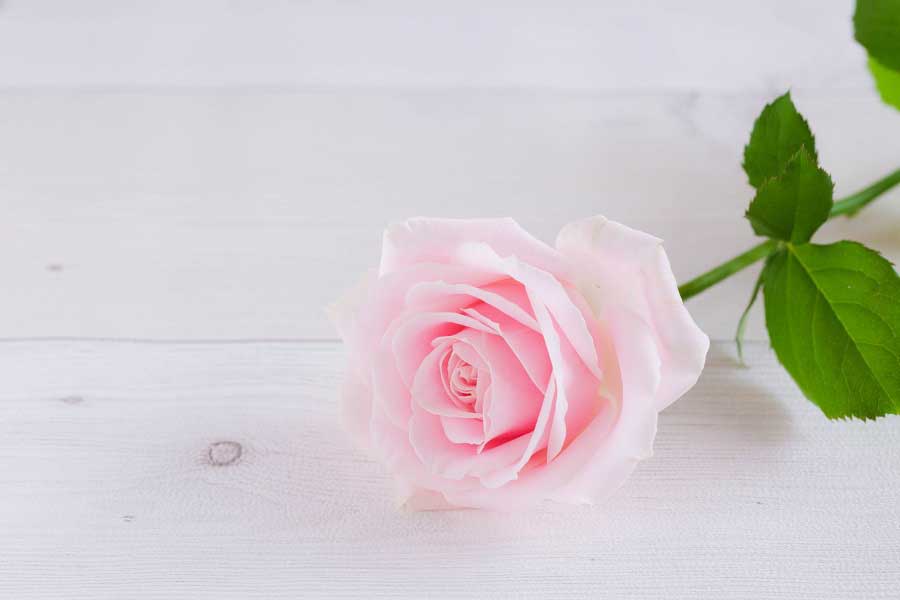 贈り物の定番の花、バラ（写真はイメージ）【写真：写真AC】