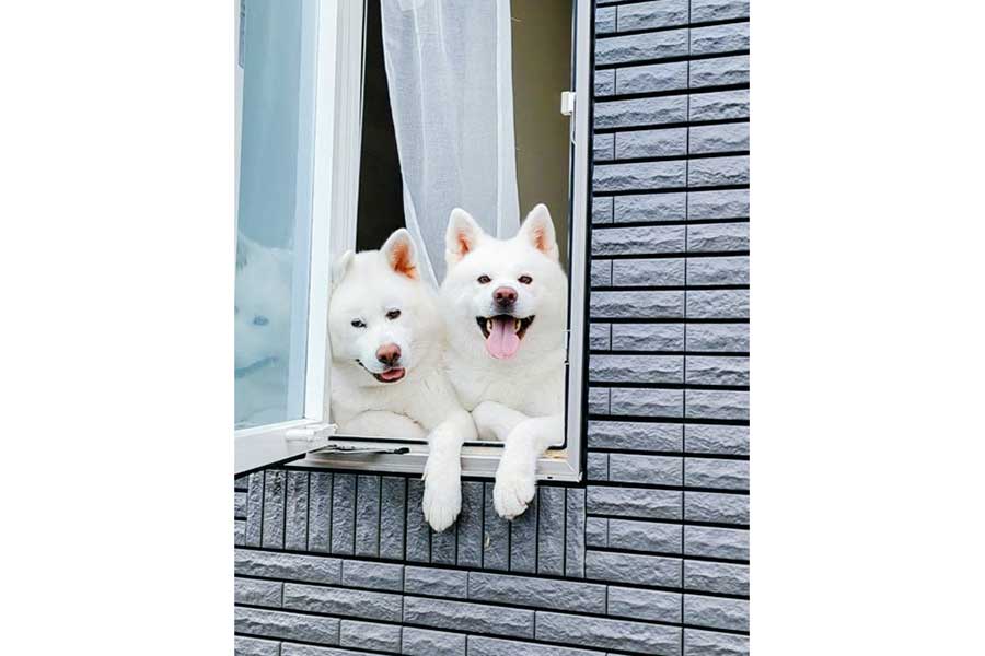 （左から）カナちゃんとにっこり笑顔のこゆきちゃん【写真提供：秋田犬こゆきと愉快な仲間達（@kodomo4dog5）さん】