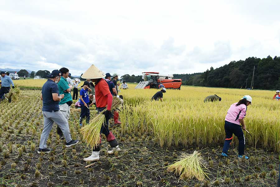 「こむすびちゃん」に使用している米を稲刈りする組合員【写真提供：生活クラブ連合会】