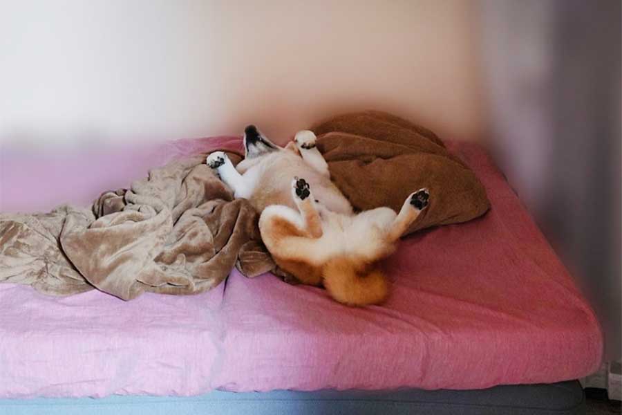 飼い主さんの出勤時間になってもベッドで仰向けになって寝たままだったこま次郎くん【写真提供：こま次郎（@komajiro0926）さん】