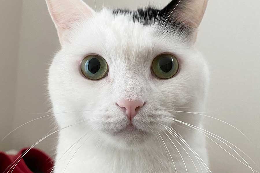 ねこの「証明写真撮れました」 真剣な表情でカメラを見つめるナイス