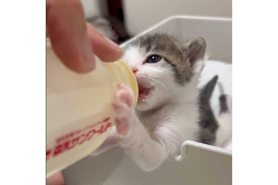 ミルクを飲むへそくん（画像はスクリーンショット）