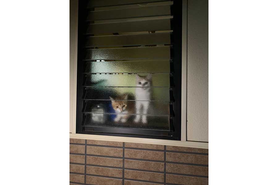 窓が閉まっていても飼い主さんを見守る（左から）ちゃむちゃんとまろちゃん【写真提供：ヨシ子（@malo_cham）さん】
