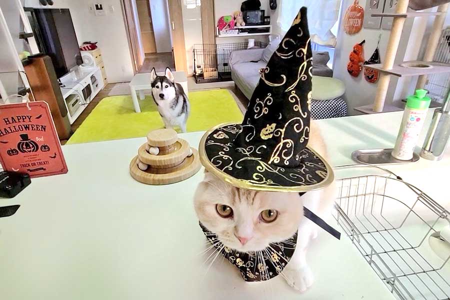 ハロウィンの仮装を楽しむじゅんちゃんと、後ろから見守るはっちゃん【写真提供：犬と猫の親バカ日記（@CjCannel）さん】