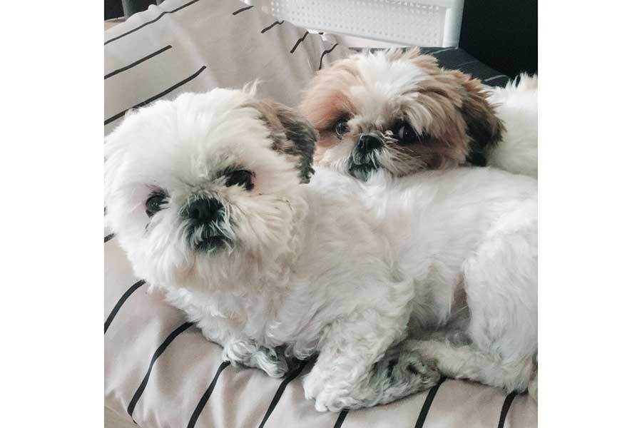 仲良く添い寝する（手前から）同居犬のふっふちゃんとモチちゃん【写真提供：シーズーのふっふ（@chikakota）さん】