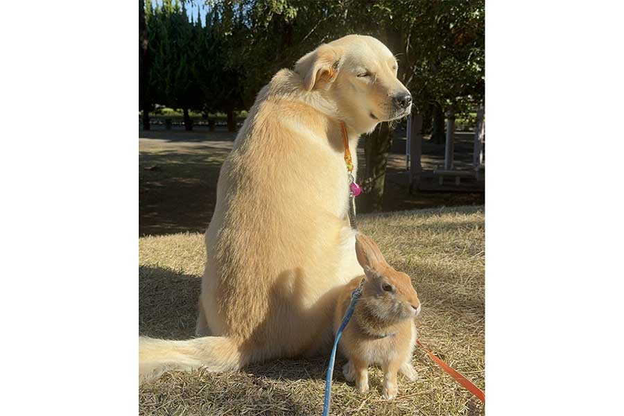 後ろを返る姿もそっくりな（左から）クーちゃんととボウちゃん【写真提供：現在は過保護犬クーの日常（@coo_nana03）さん】