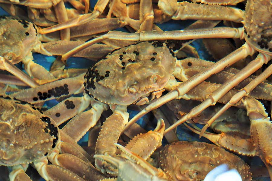 黒い“つぶつぶ”の正体は、カニビルという寄生虫の卵（写真はイメージ）【写真：写真AC】