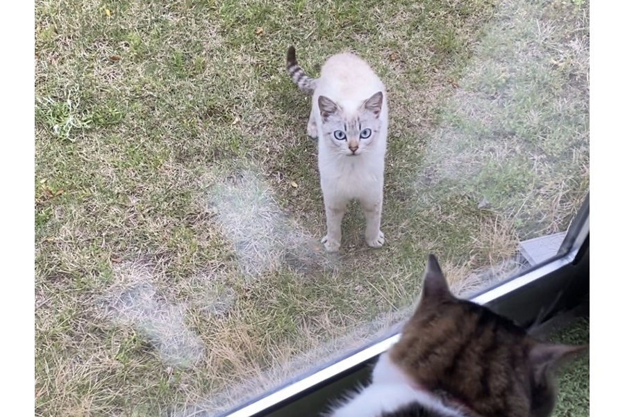 庭からこちらを見つめるくうくん【写真提供：無重力猫ミルコのお家（@ccchisa76）さん】