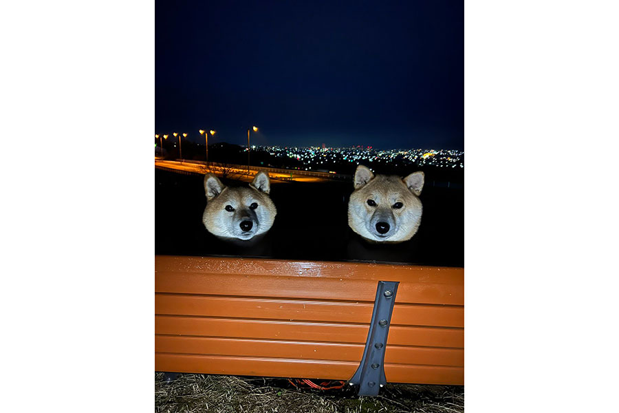 暗闇の中でカメラを見つめる2匹の柴犬【写真提供：ゆず7ぽんず3（@jajagi7jajagi）さん】