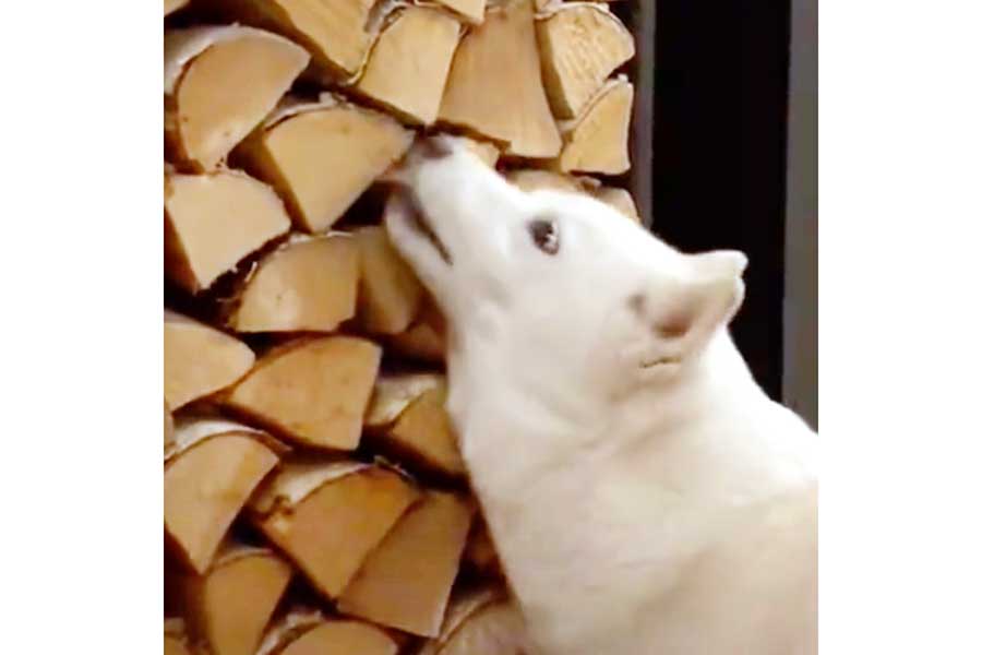 薪に顔をこすりつける柴犬（画像はスクリーンショット）