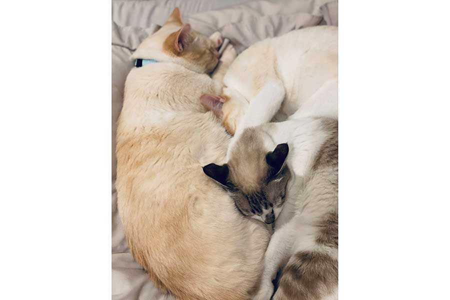“ねこ団子”になって眠る（左から時計回りに）リリィくん、チェリーちゃん、ミントちゃん【写真提供：ぴえん猫ミント（@piennekomint）さん】